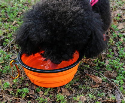 Collapsible Silicone Water Bowl