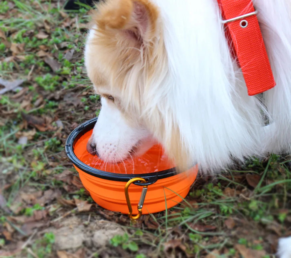 Collapsible Silicone Water Bowl