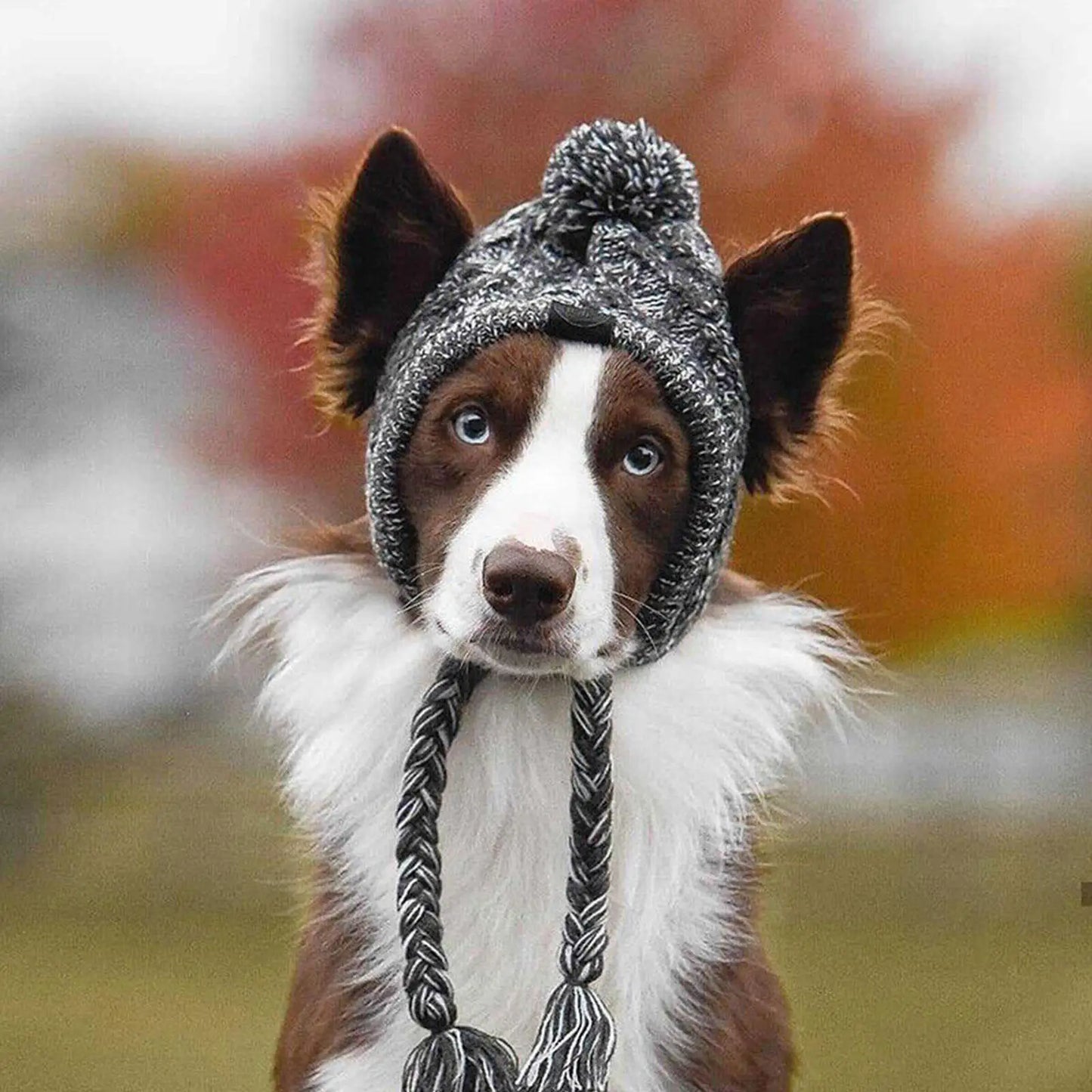 Windproof Knitting Dog Beanies