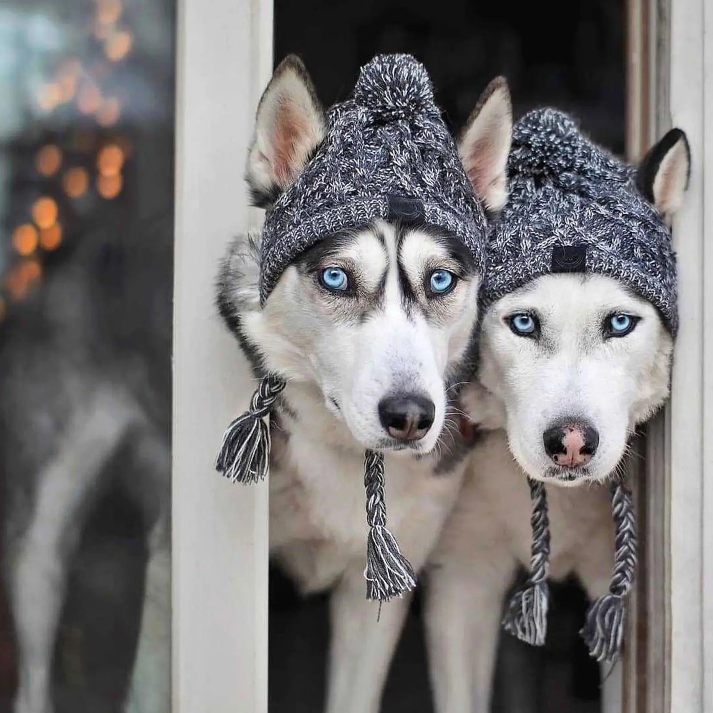 Windproof Knitting Dog Beanies